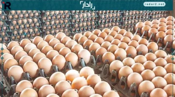 سعر كرتونة البيض اليوم الثلاثاء 14 أكتوبر 2025 في الأسواق المحلية